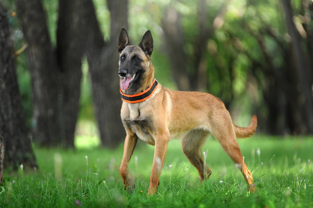Lifespan and Common Health Problems in belgian malinois