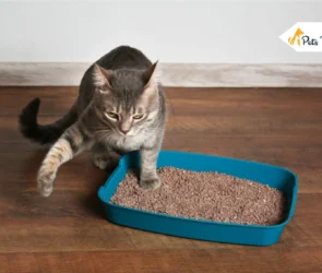 best cat litter