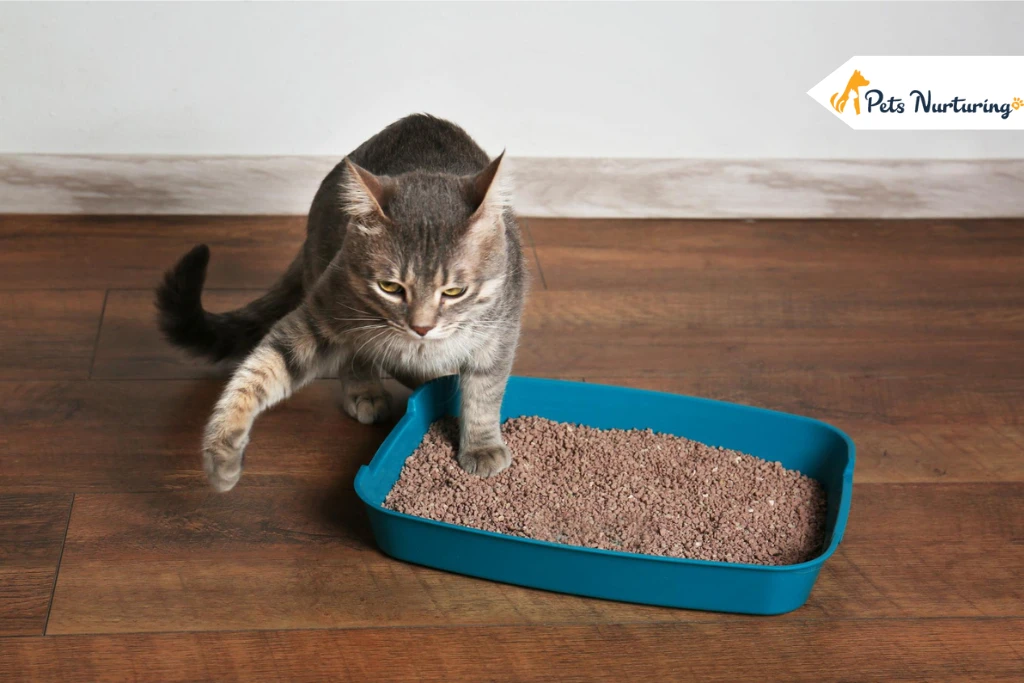 best cat litter