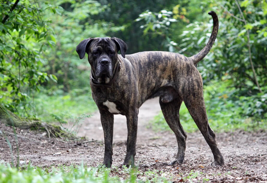 cane corso price