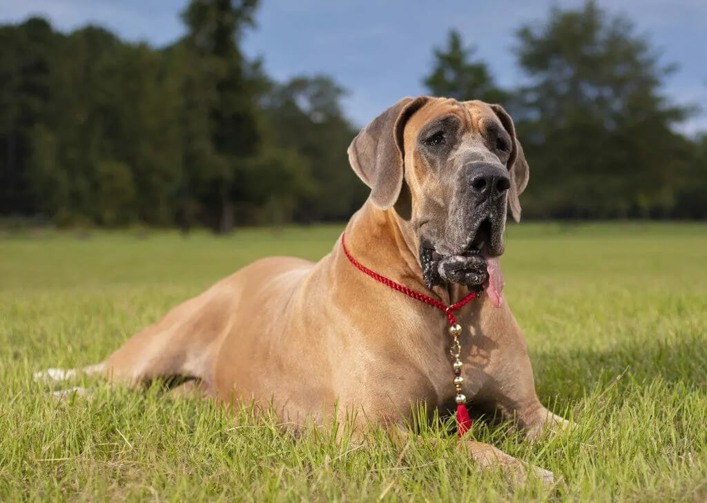 Great Dane