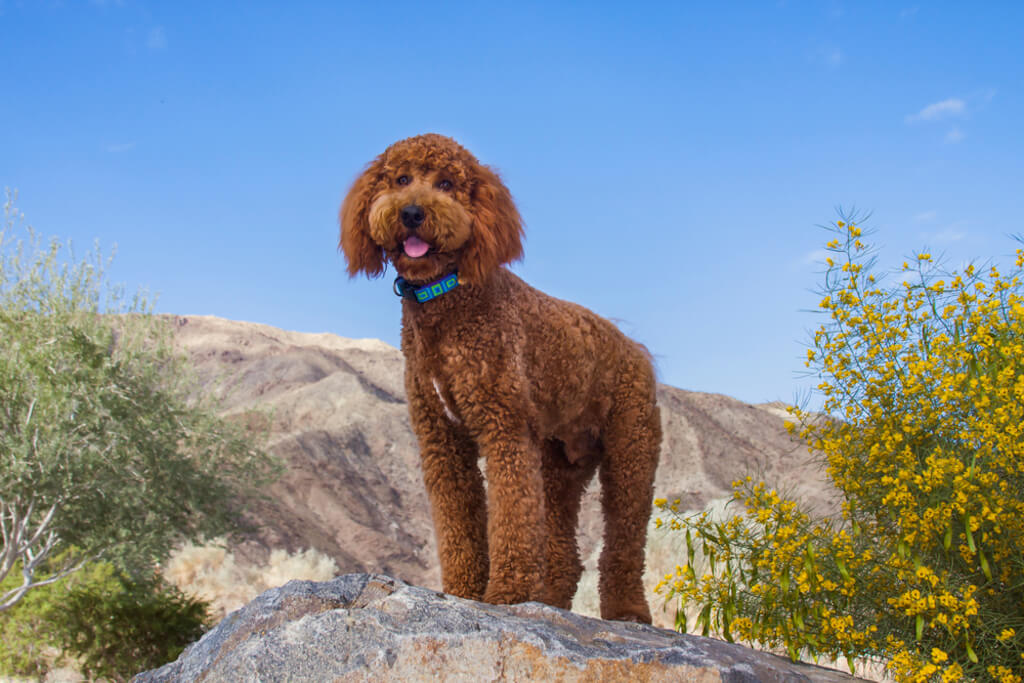 how much is a labradoodle