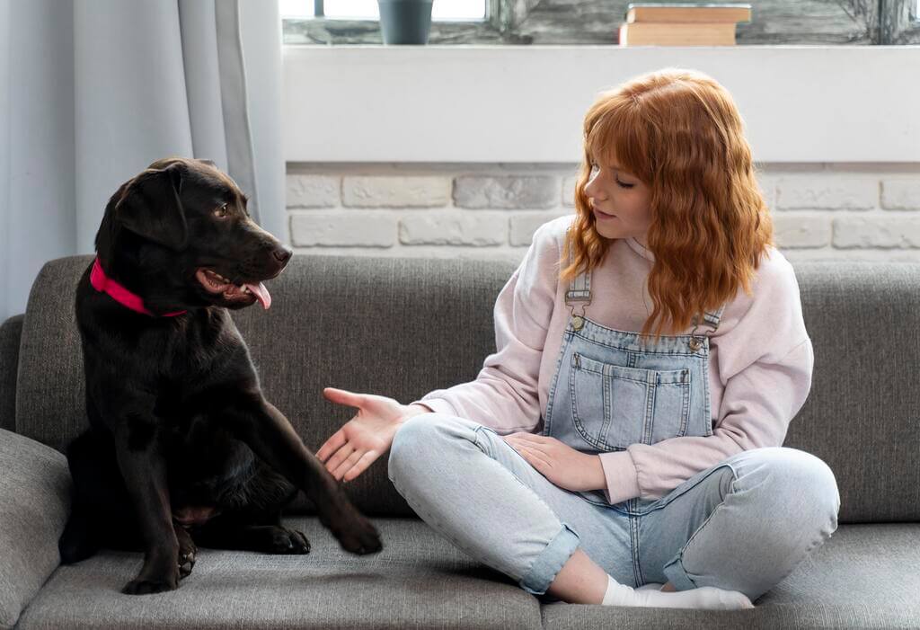 How to prevent anxiety in dogs