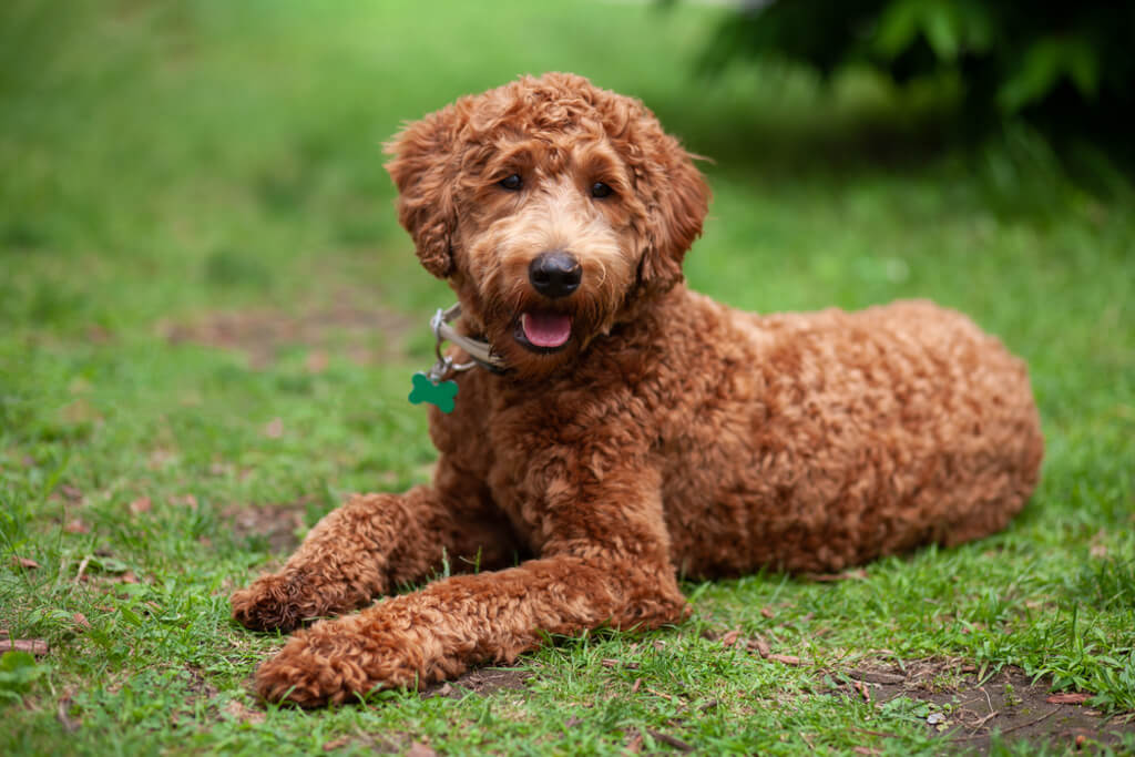labradoodle for sale