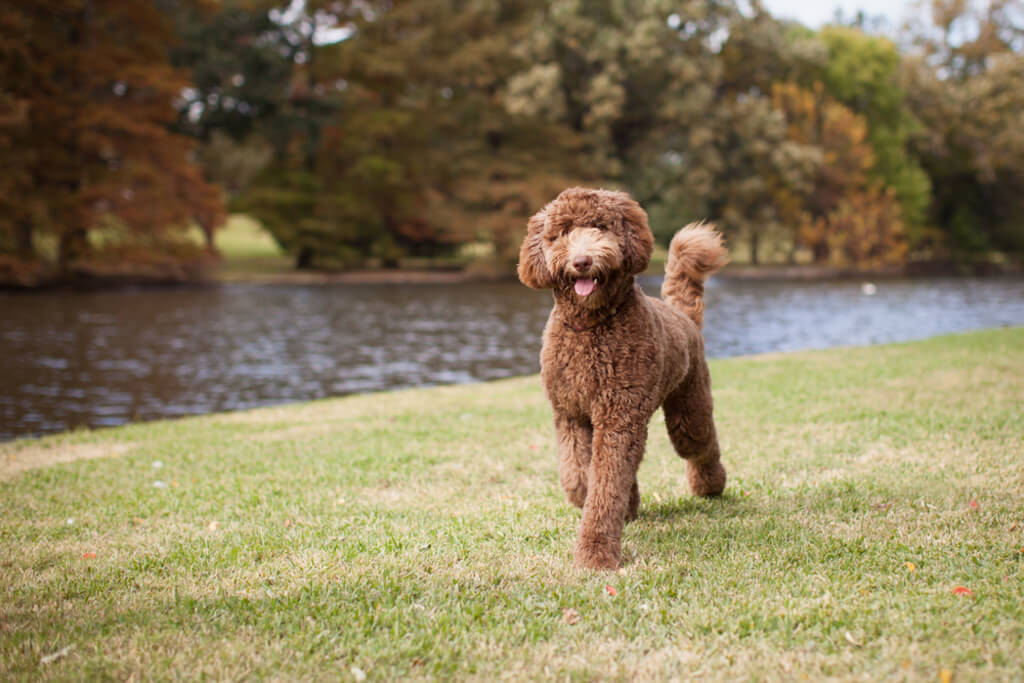 labradoodle puppies