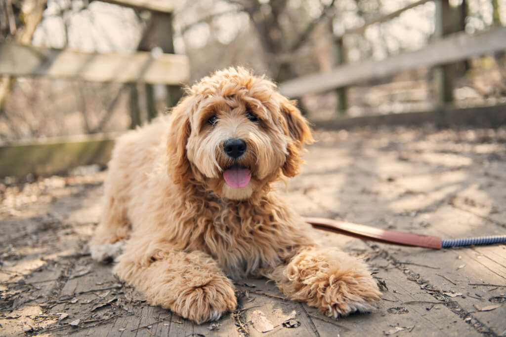labradoodle puppy