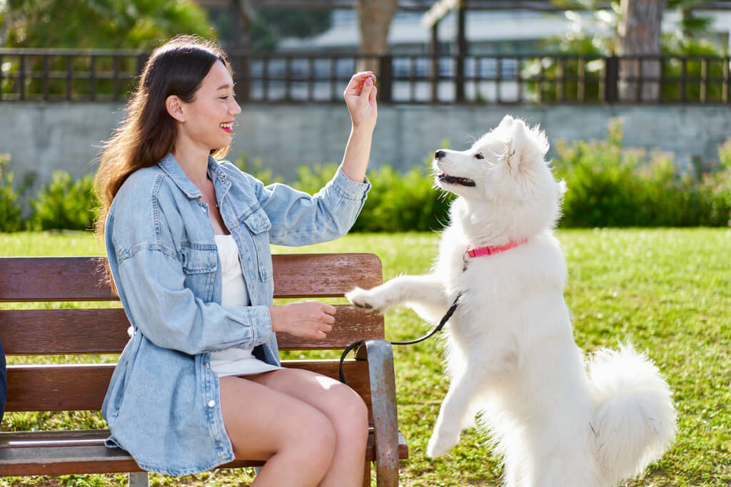 Checking Reviews of dog sitter