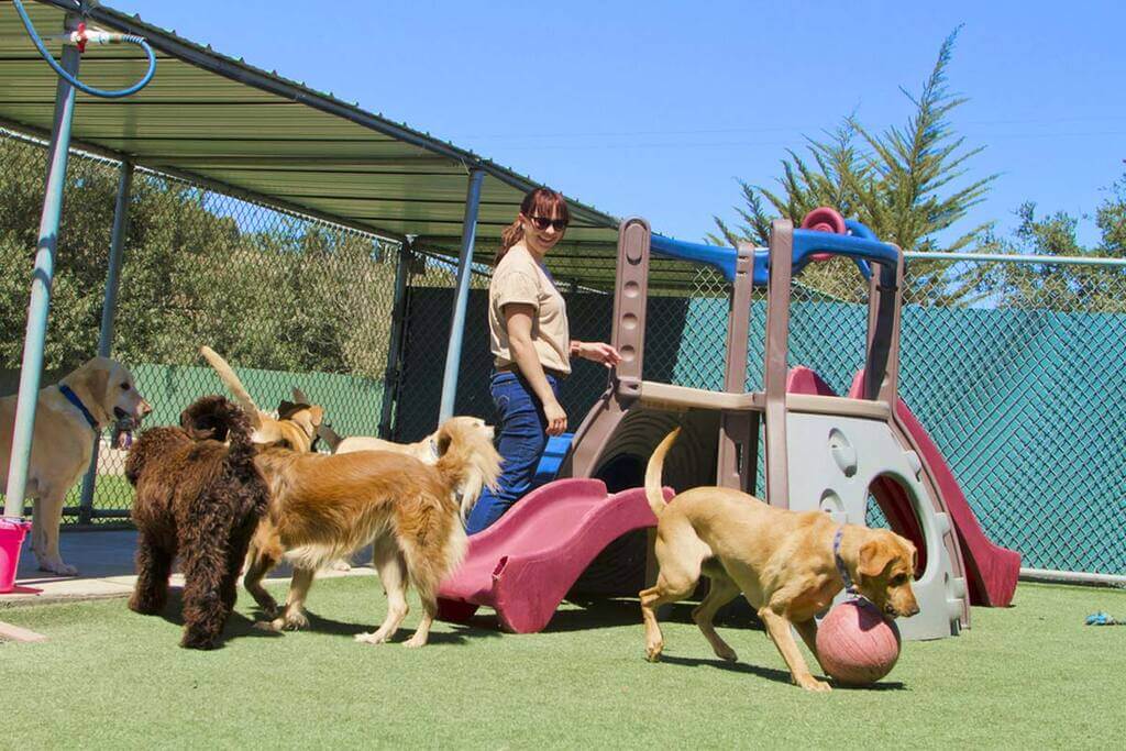 Why Choose Dog Boarding