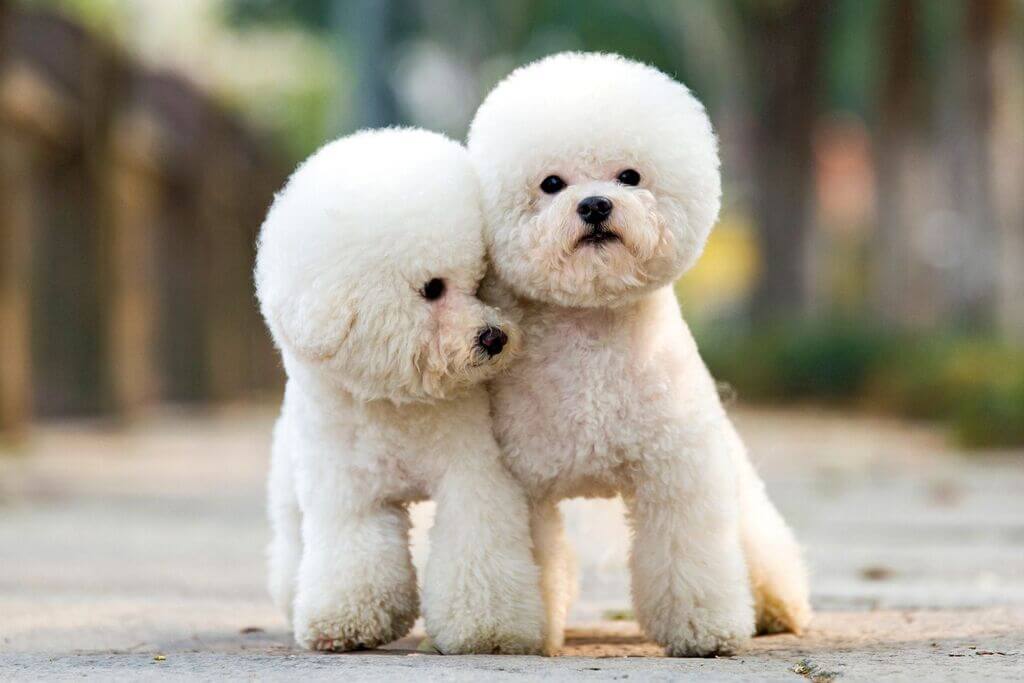 toy poodle Characteristics and Temperament