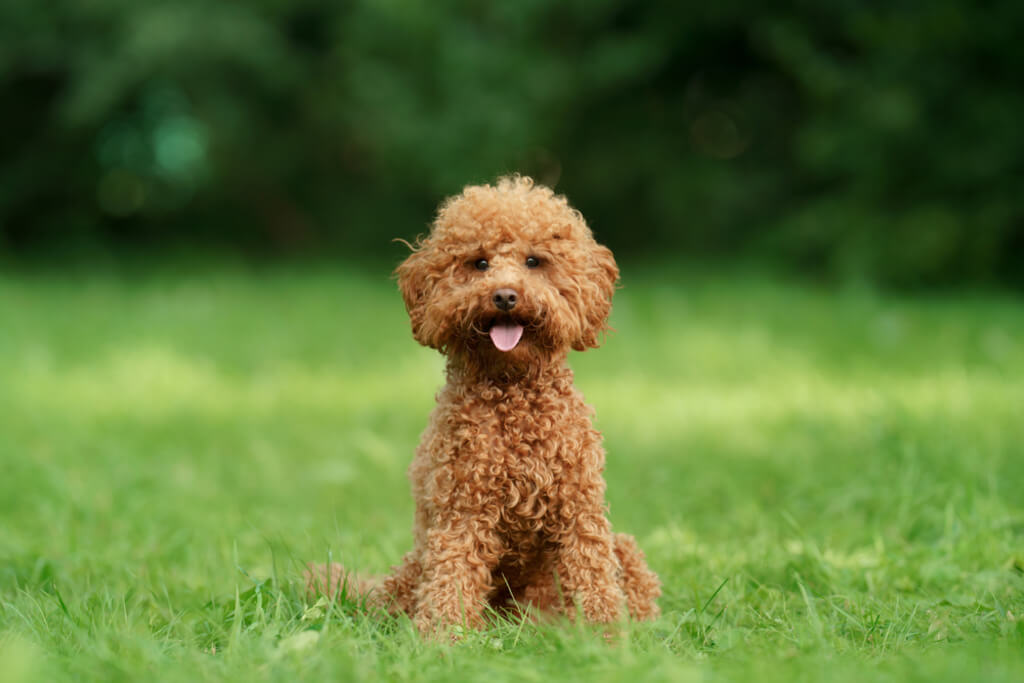 toy poodle Coat Type and Color