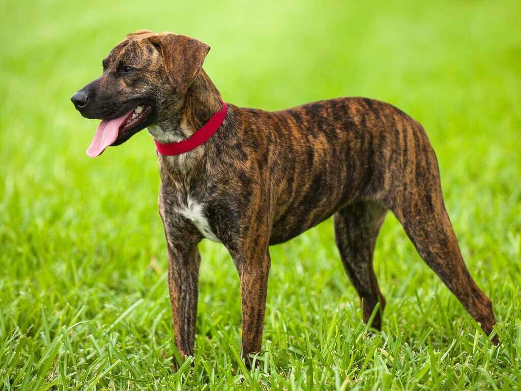 Treeing Tennessee Brindle