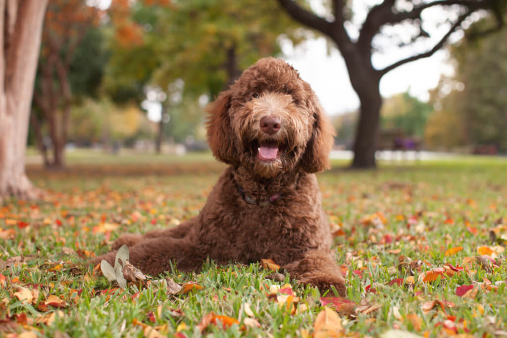 what is a labradoodle