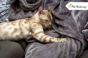 why do cats knead