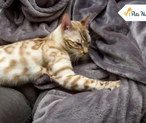 why do cats knead