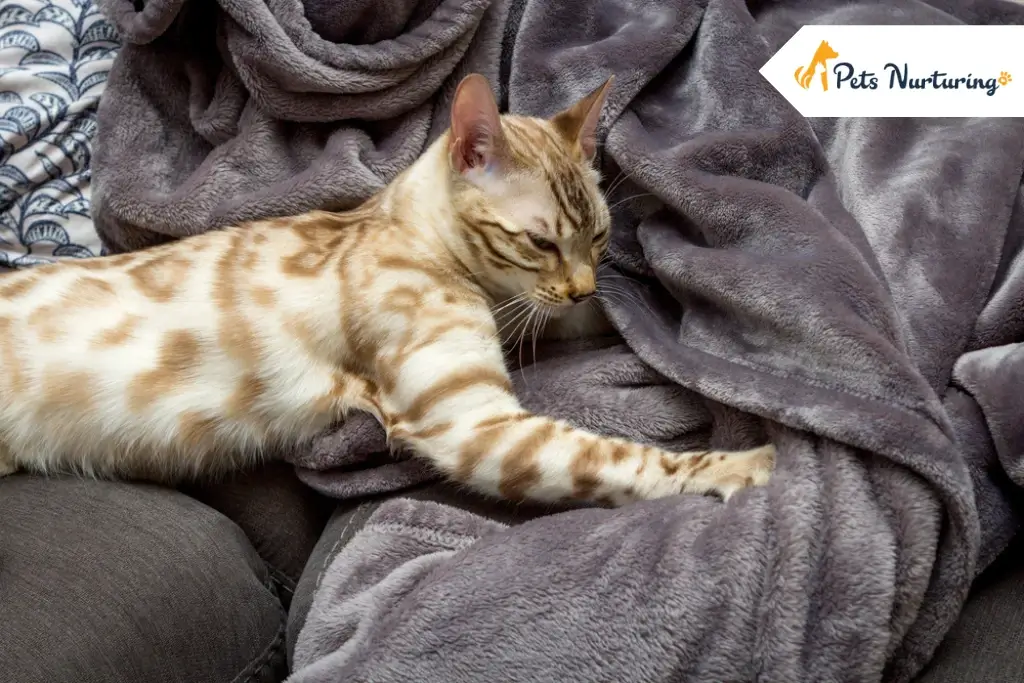 why do cats knead