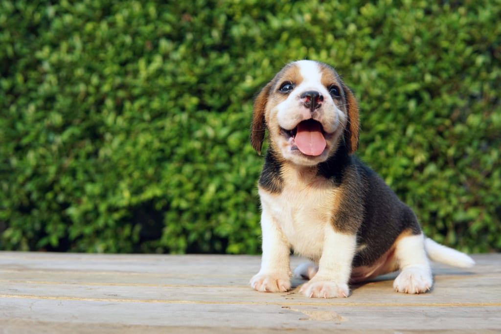 Beagle Teacup
