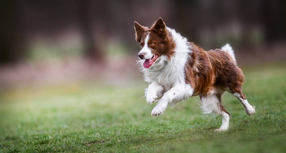 Behavior and Training of Border Collie