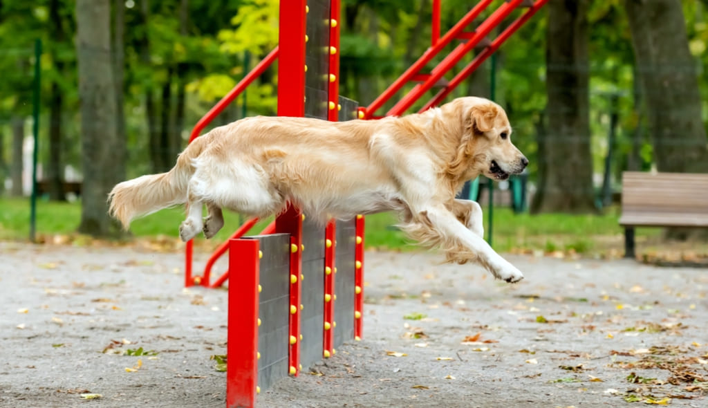 Behavior and Training of Golden Retriever