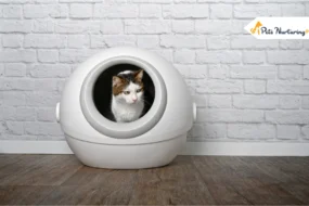 Best Automatic Litter Box
