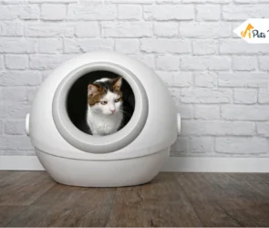 Best Automatic Litter Box