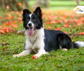 Border Collie Dog Breed