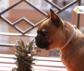 Can dogs eat pineapple