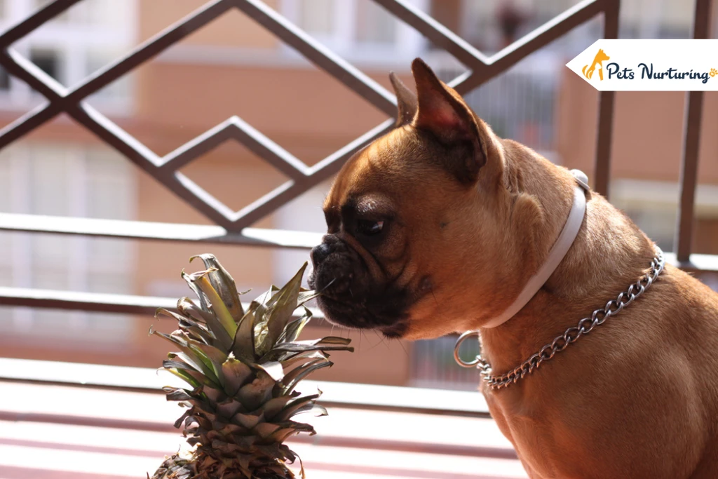 Can dogs eat pineapple