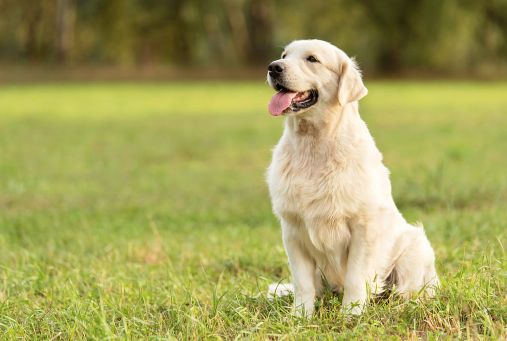 Coat and Color of Golden Retriever
