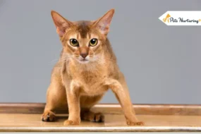 Devon Rex