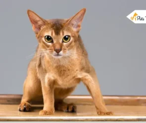 Devon Rex