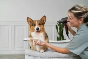 Dog Grooming