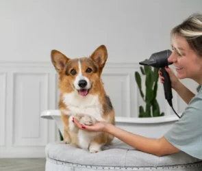 Dog Grooming