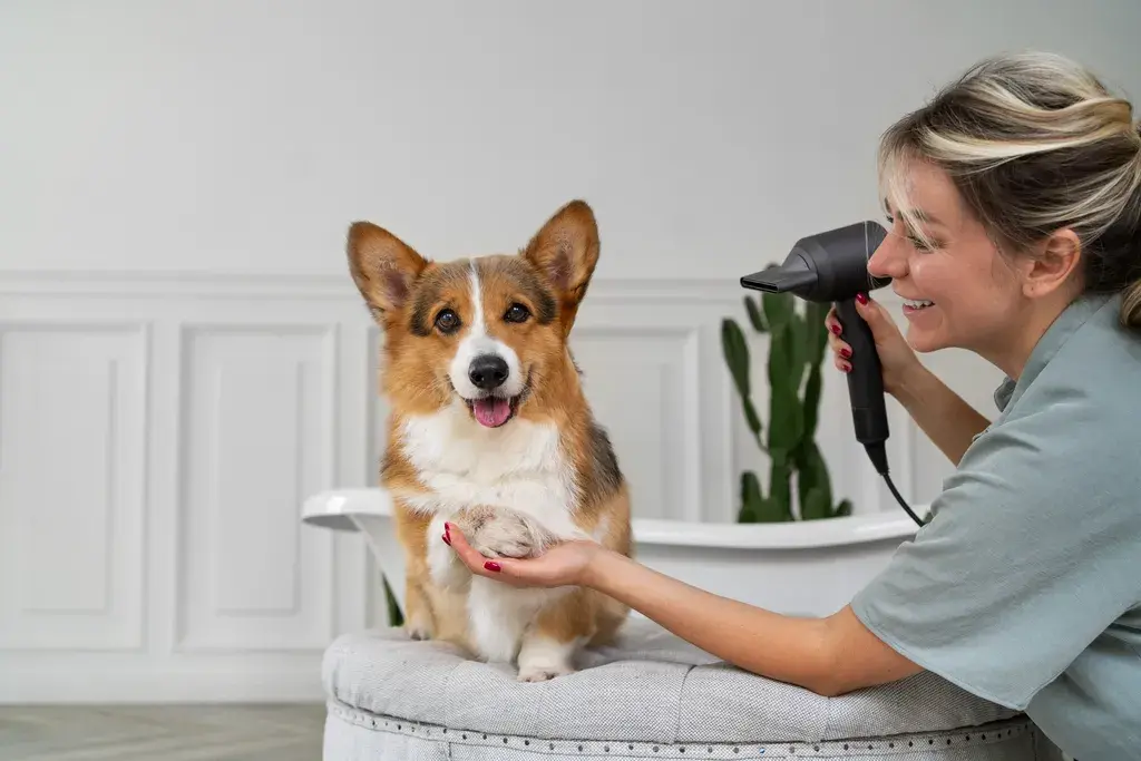 Dog Grooming