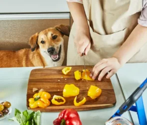 Dog Nutrition Advice