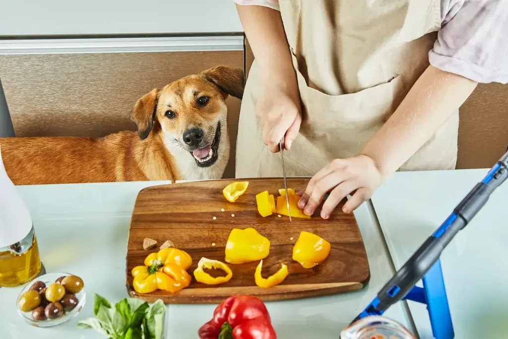 Dog Nutrition Advice