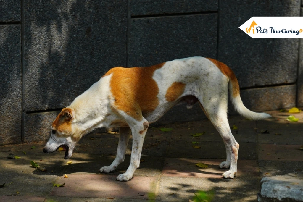 Dog Vomiting White Foam