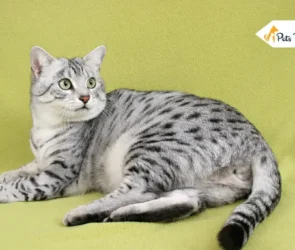 Egyptian Mau
