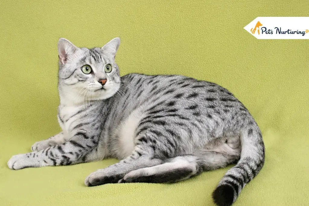 Egyptian Mau