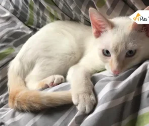 Flame Point Siameses