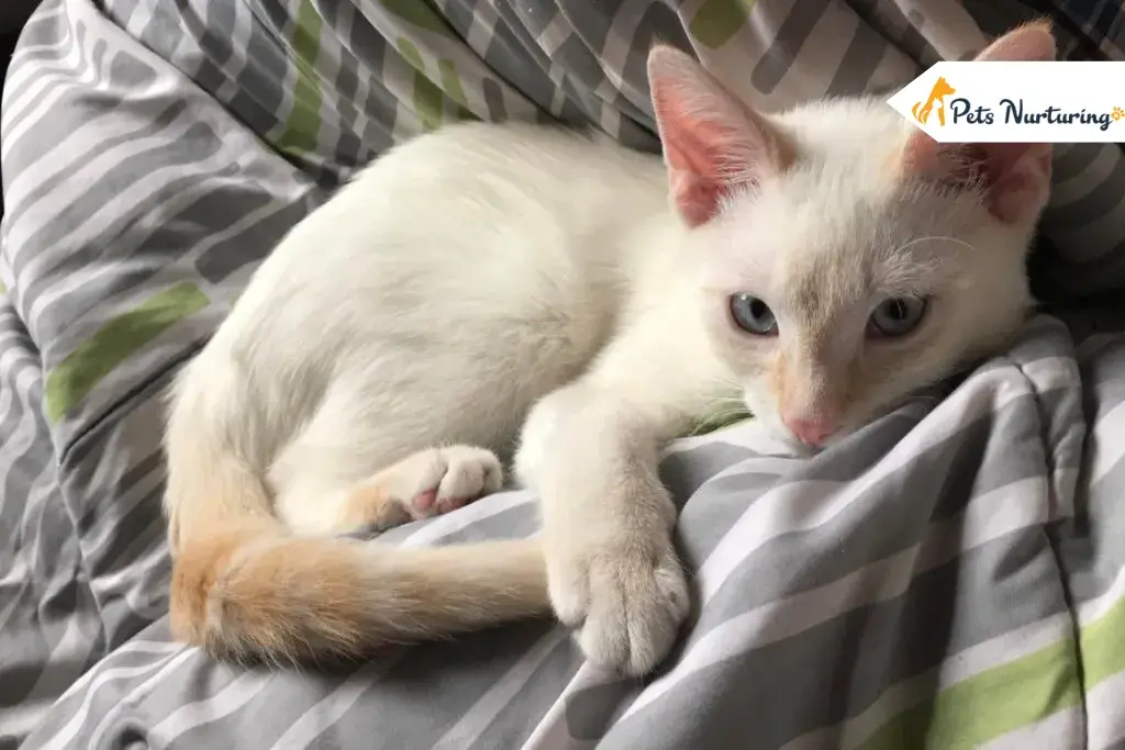 Flame Point Siameses