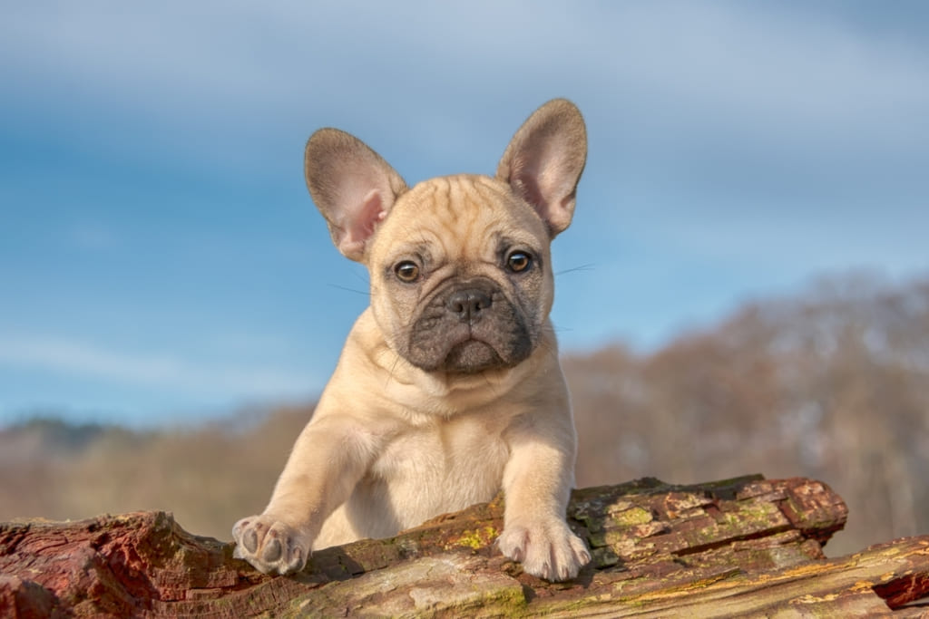 French bulldog teacup