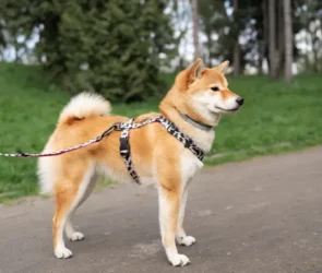 Fusion Dogs