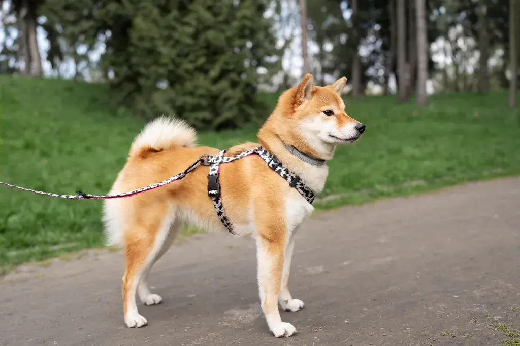 Fusion Dogs