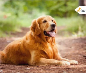 Golden Retriever Dog Breed