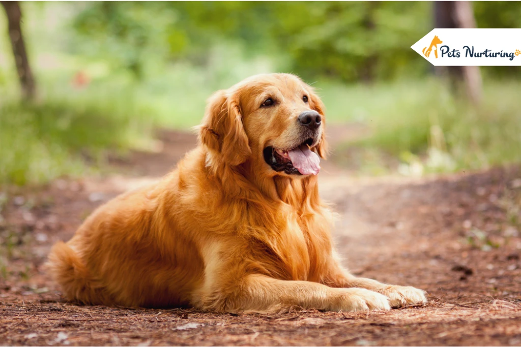 Golden Retriever Dog Breed