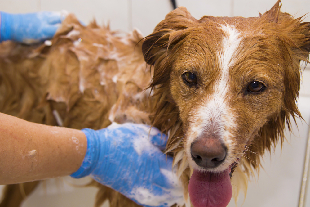 Grooming Needs of Border Collie