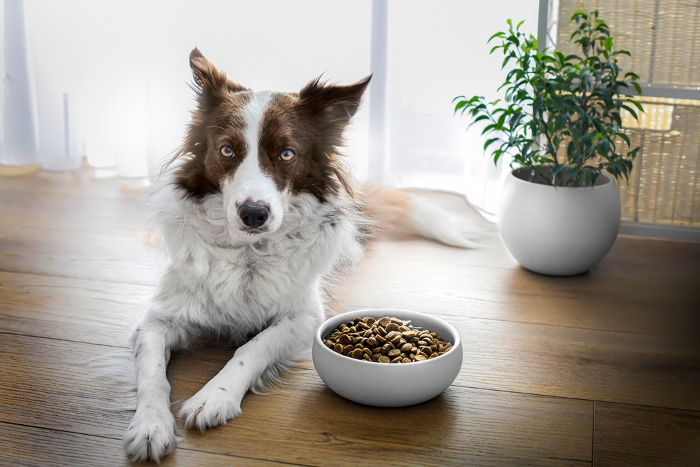 Health and Nutrition of Border Collie