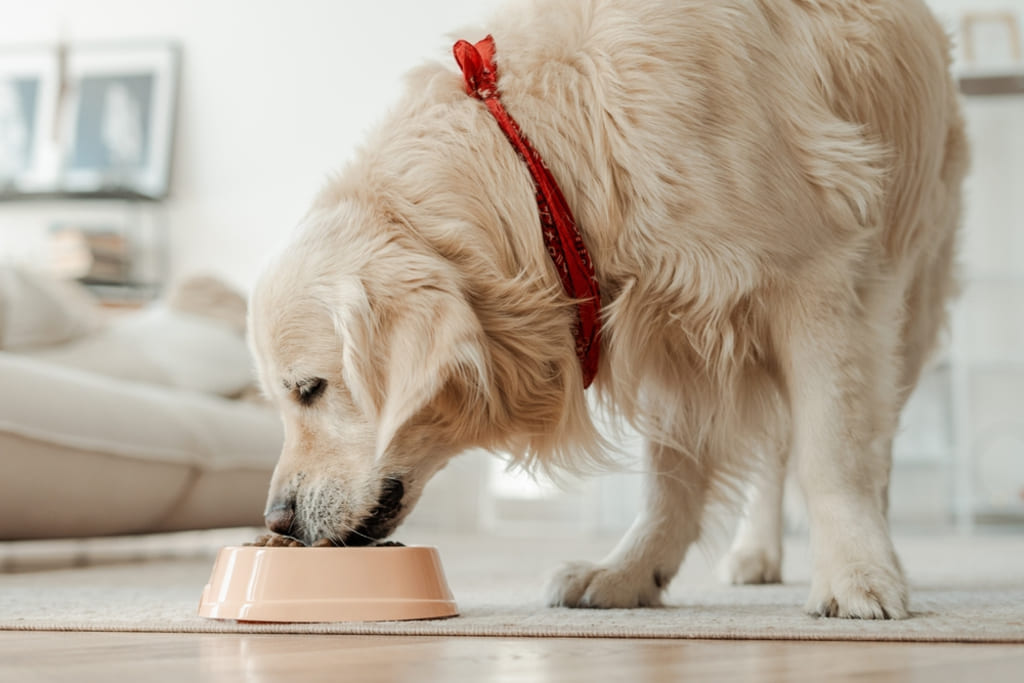 Health and Nutrition of Golden Retriever