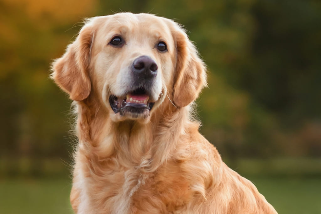 History of Golden Retriever