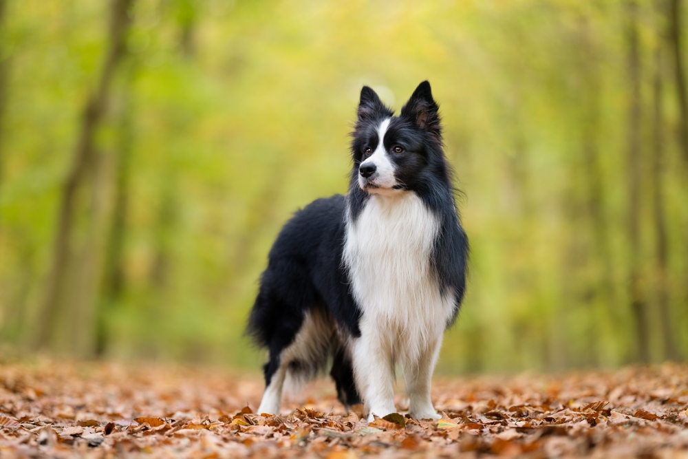 History of Border Collie